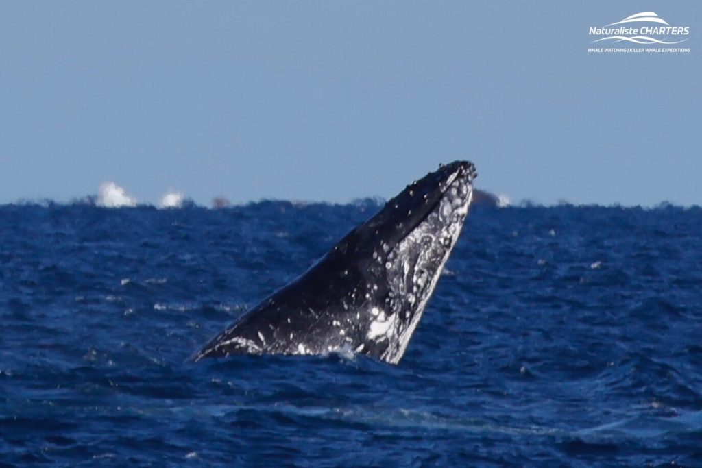 Whale watching season in Augusta